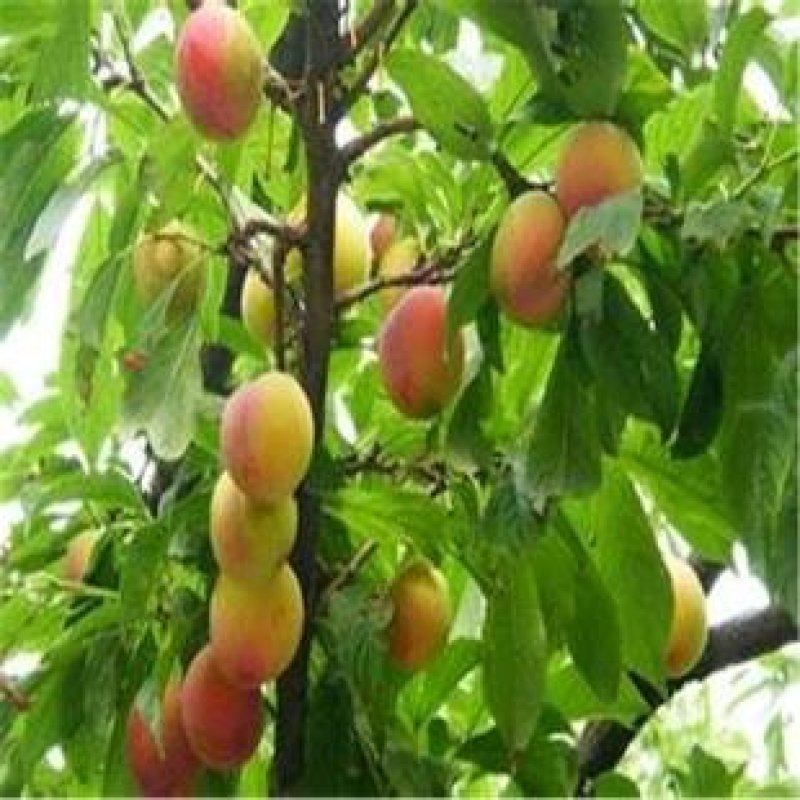 味帝杏李苗，成活率高，技术指导，保品种，可签合同