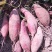 西瓜红红薯:三两以上0.75元/斤