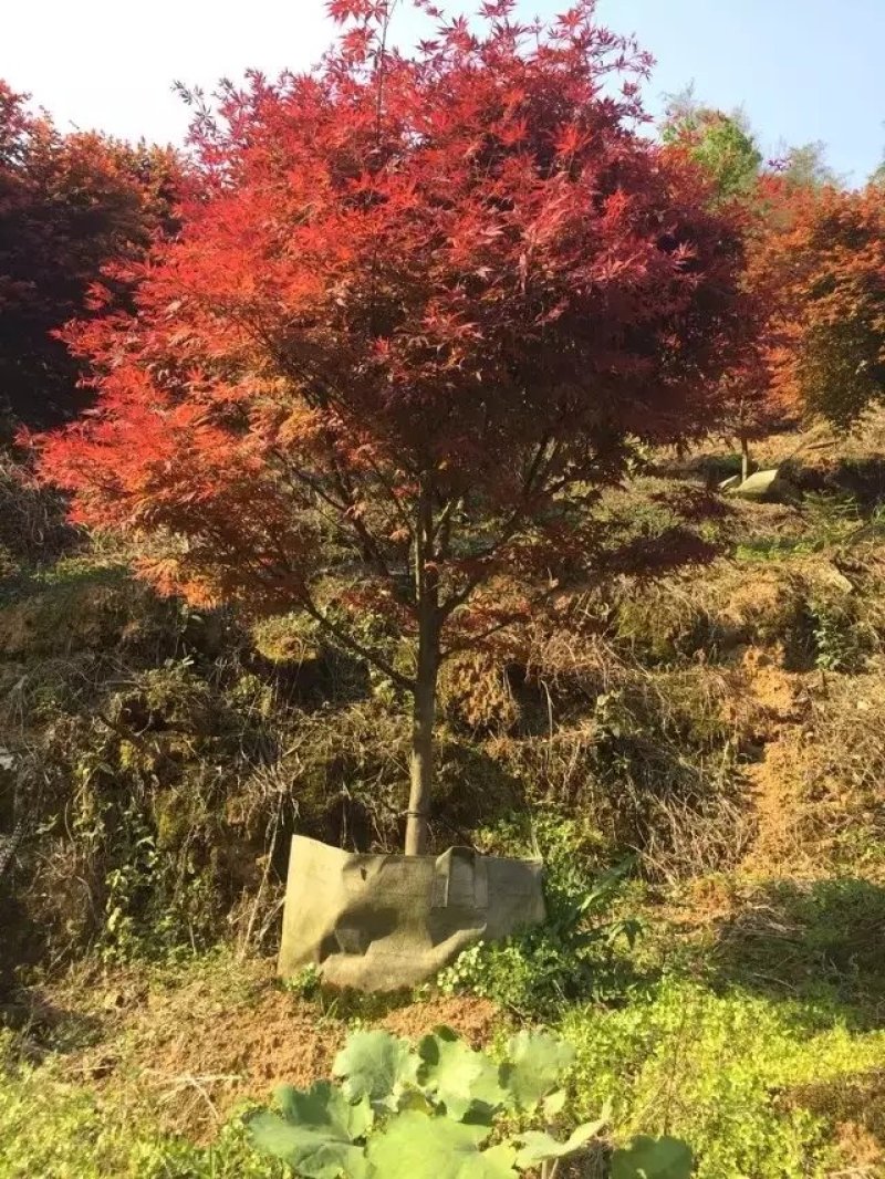 红枫