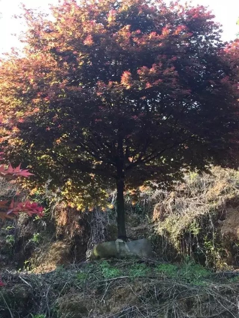 红枫