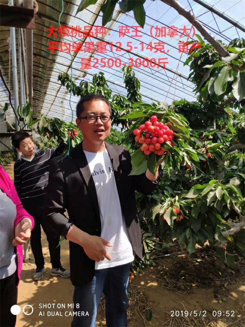 车厘子树苗沙王大樱桃苗萨米脱金顶红大樱基地直接供应包纯度