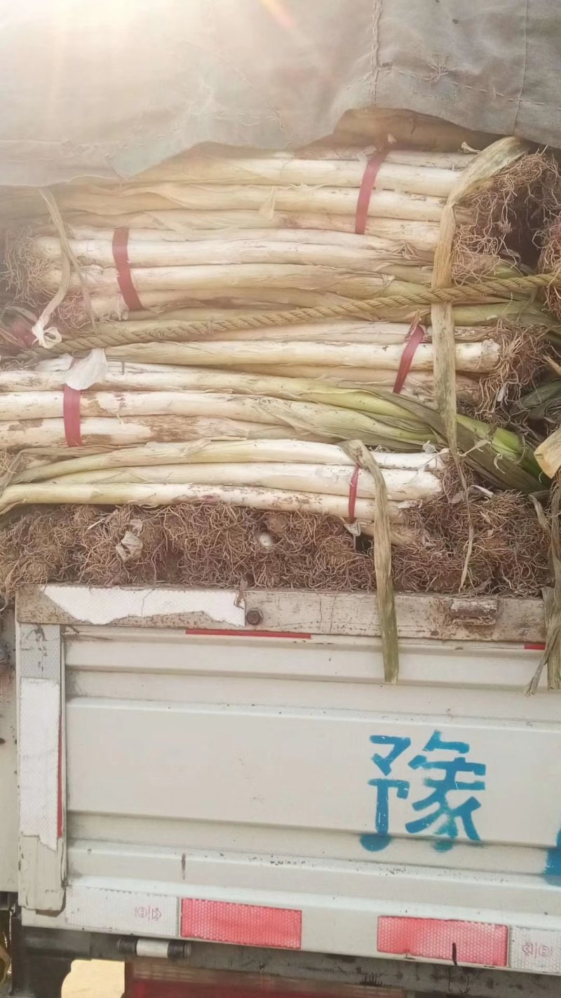精品章丘大葱长白大葱供应，产地直发诚信经营共同发财