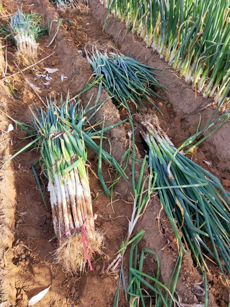 精品章丘大葱长白大葱供应，产地直发诚信经营共同发财