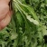 荠菜速冻荠菜野菜地皮菜荠菜馅，整棵速冻荠菜