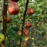 格莱斯无花果苗：久留米芭劳奈，斯特拉波姬红，青皮，金傲芬