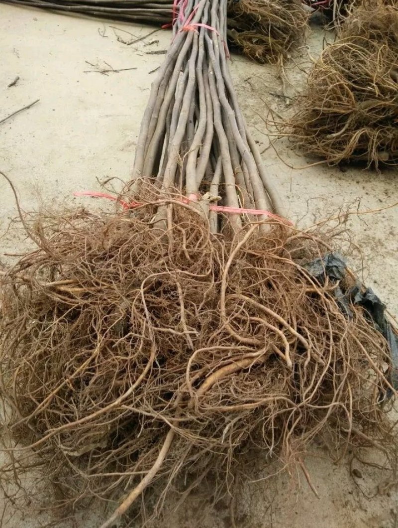 格莱斯无花果苗：久留米芭劳奈，斯特拉波姬红，青皮，金傲芬