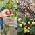 格莱斯无花果苗：久留米芭劳奈，斯特拉波姬红，青皮，金傲芬