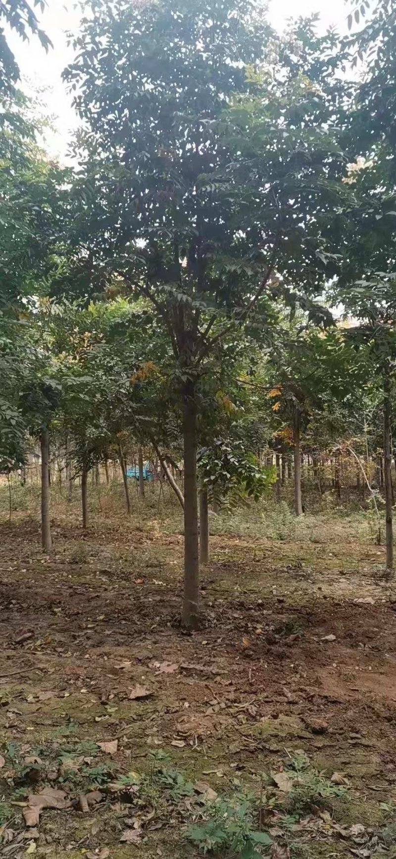 12公分精品栾树价格美丽树形优美量大从优