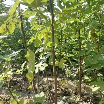 格莱斯无花果苗：久留米芭劳奈，斯特拉波姬红，青皮，金傲芬