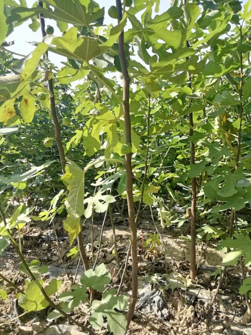 格莱斯无花果苗：久留米芭劳奈，斯特拉波姬红，青皮，金傲芬