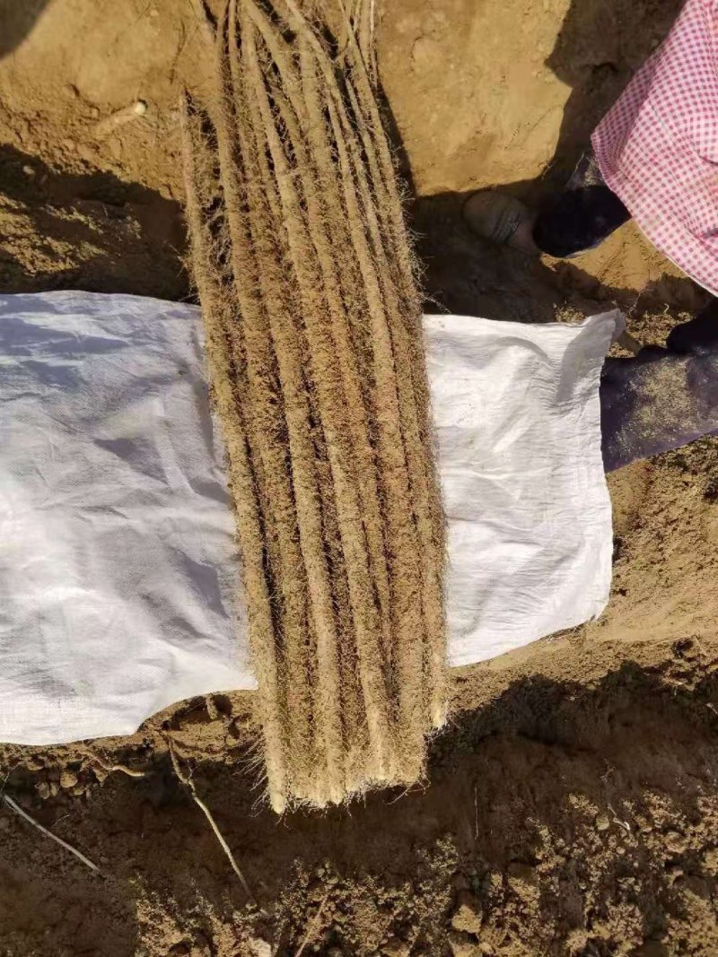 精品铁棍山药，支持打包装箱，全国物流发货