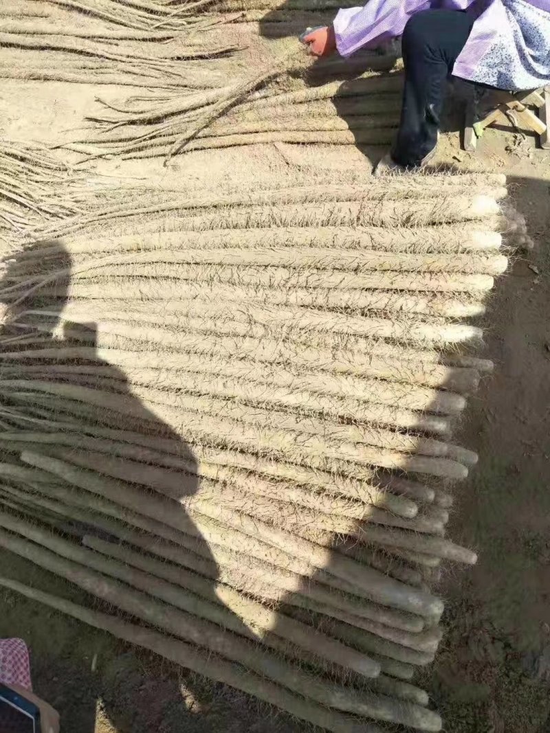 精品铁棍山药，支持打包装箱，全国物流发货
