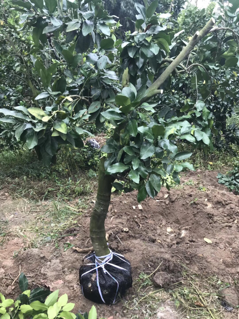 柚子树蜜柚结果大树庭院果树