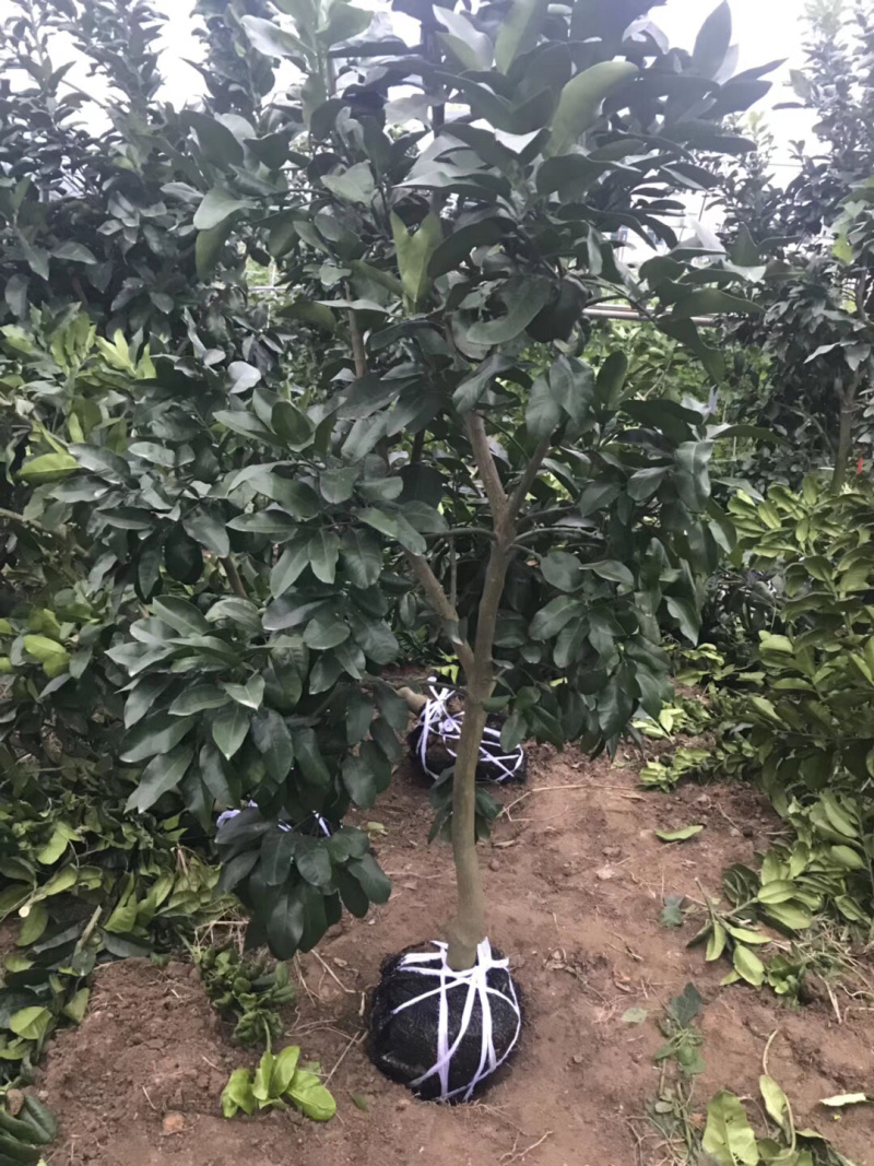 柚子树蜜柚结果大树庭院果树