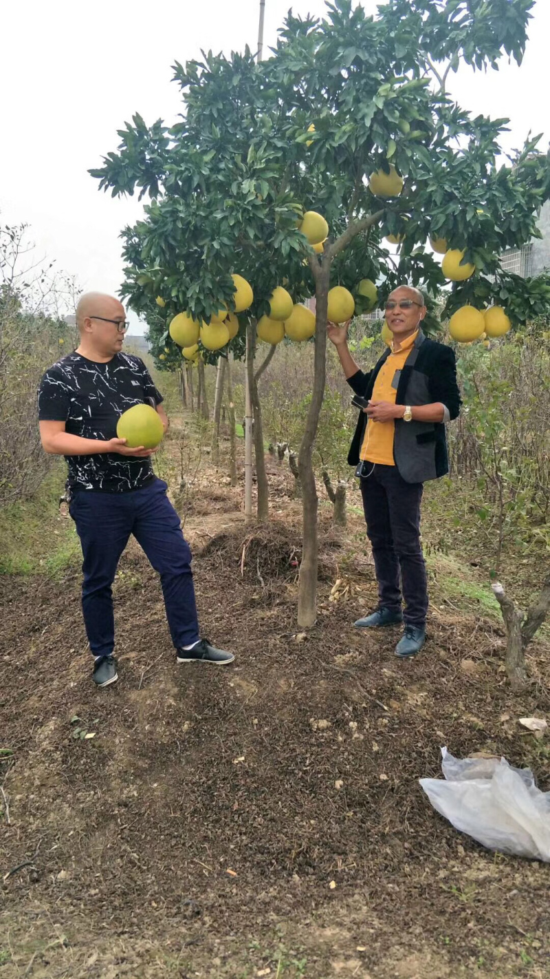 柚子树蜜柚结果大树庭院果树