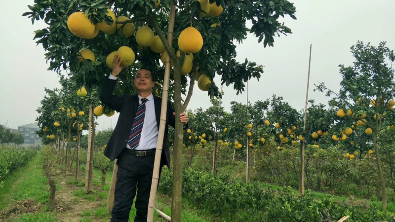 柚子树蜜柚结果大树庭院果树