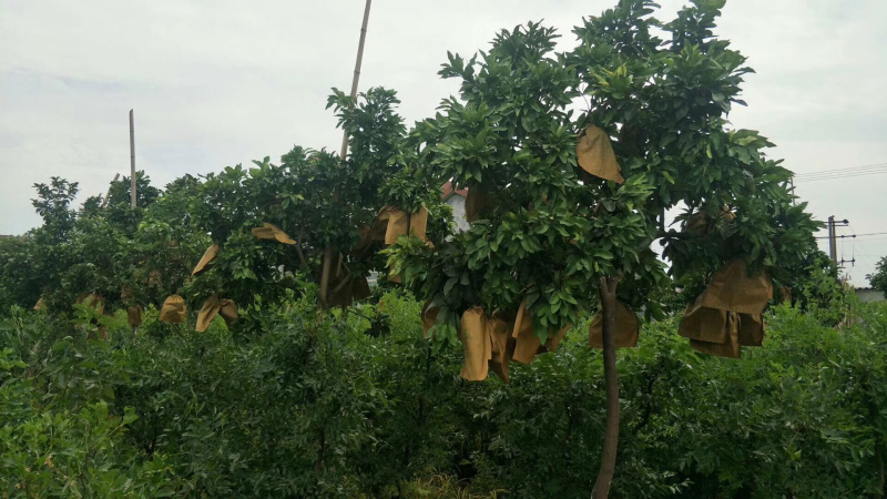 柚子树蜜柚结果大树庭院果树