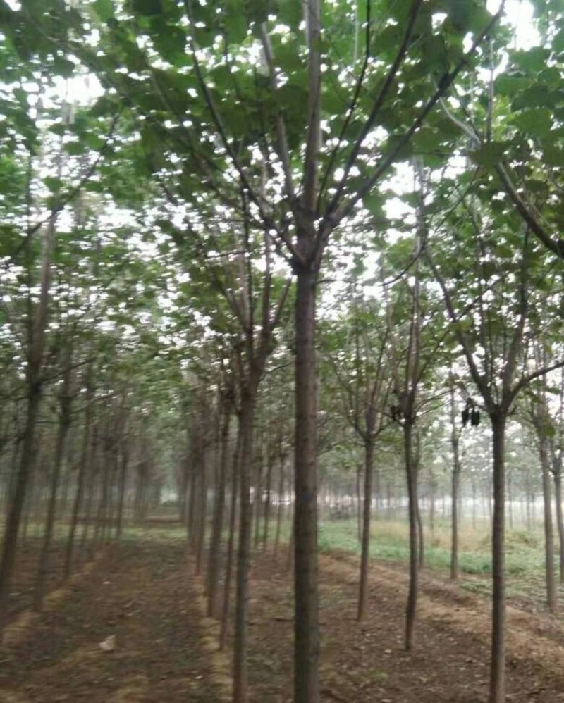 10公分精品梓树价格优惠树形优美量大从优