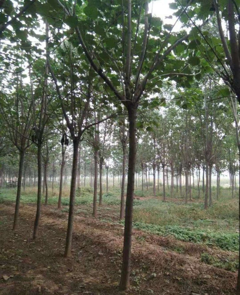 10公分精品梓树价格优惠树形优美量大从优