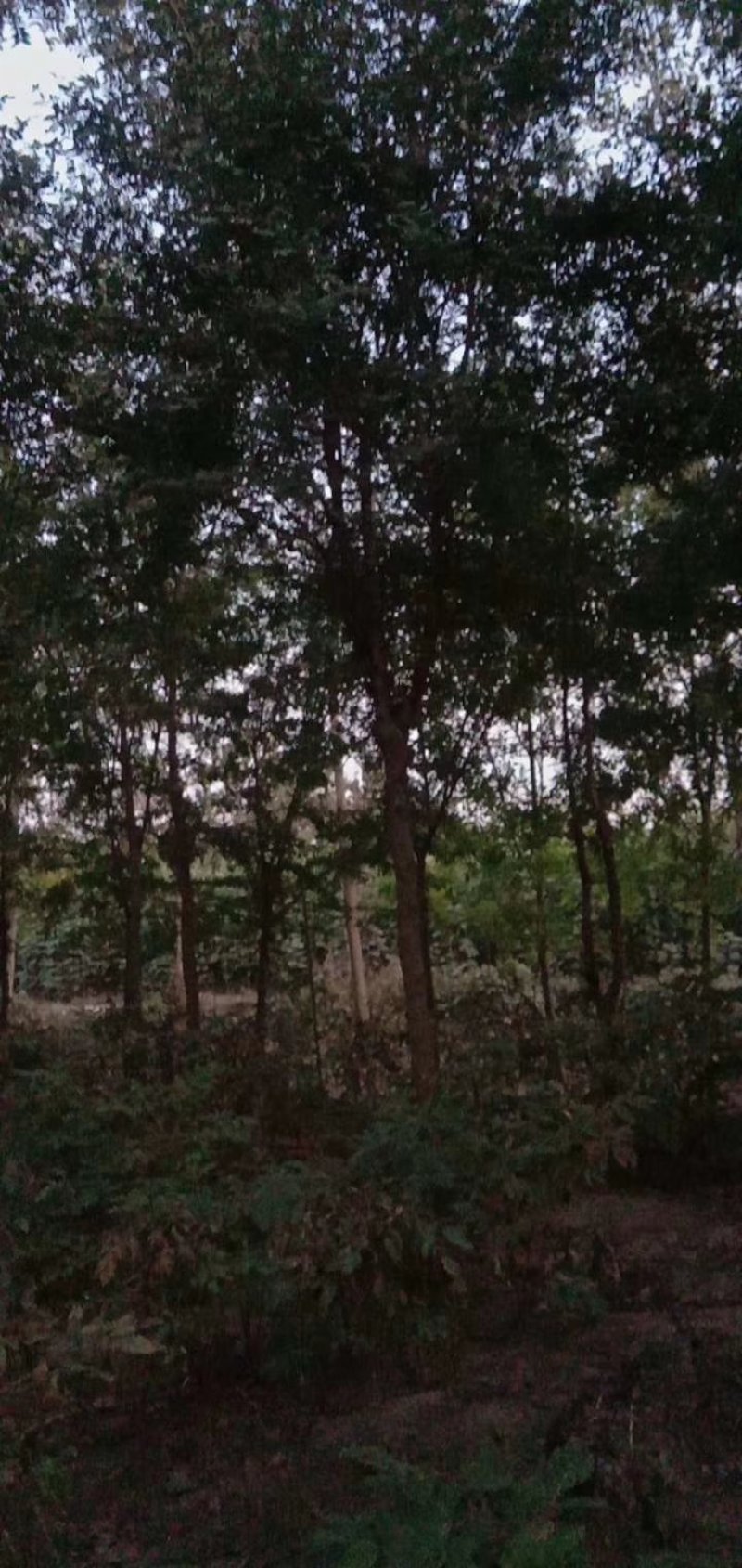 10公分11公分皂角树量大价格美丽欢迎订购