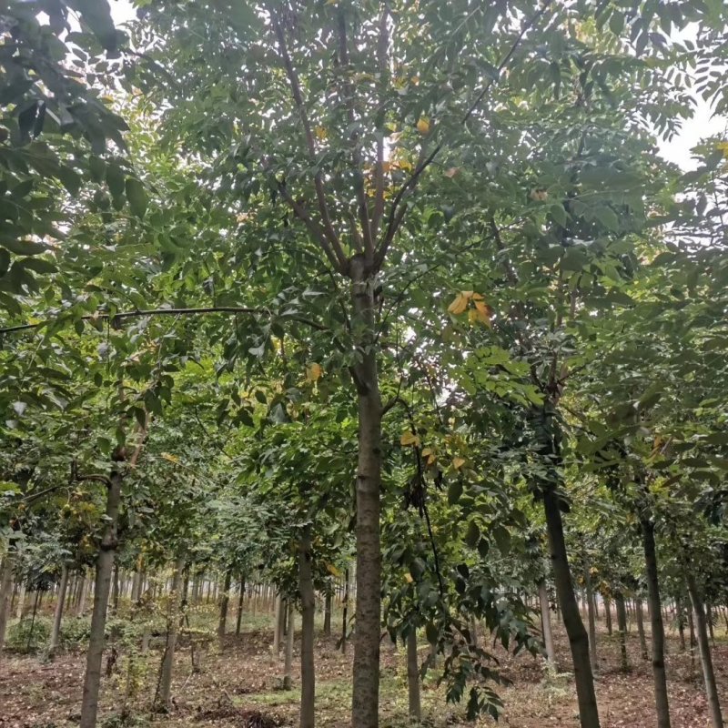 10公分12公分15公分栾树价格美丽量大