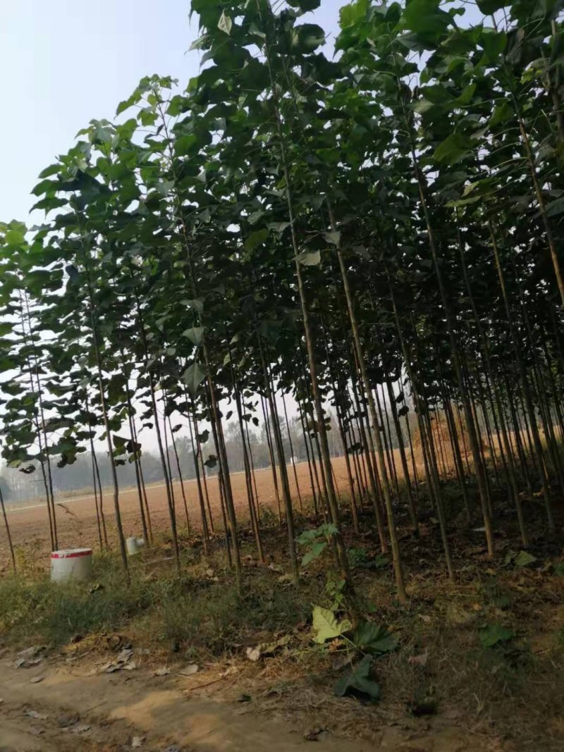 3公分4公分楸树量大价格便宜量大从优先到先得