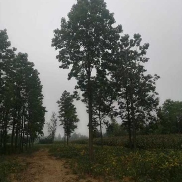 20公分楸树量大价格美丽树形优美先到先得