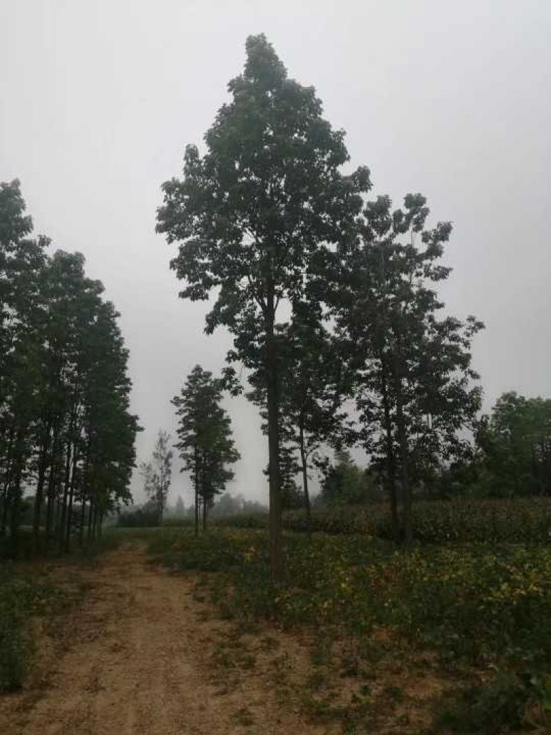 20公分楸树量大价格美丽树形优美先到先得