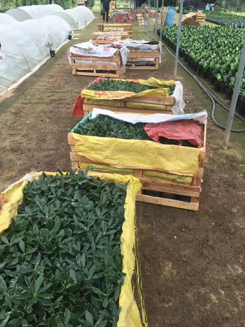 金边瑞香自家苗场福建一手货源品种纯正视频拍照看货全国发货