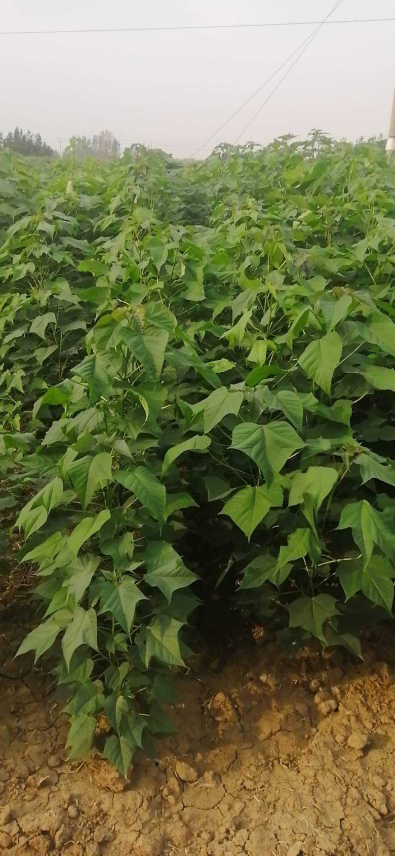 0.8-1公分楸树苗价格便宜量大从优诚信经营