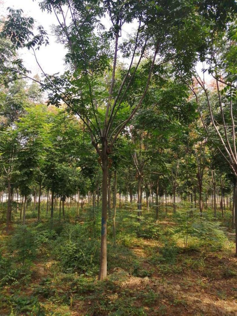 15公分精品栾树量大从优树形优美先到先得