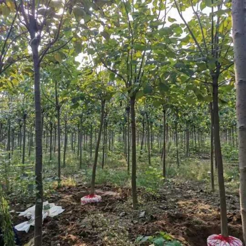 6公分8公分精品梓树量大从优树形优美先到先得