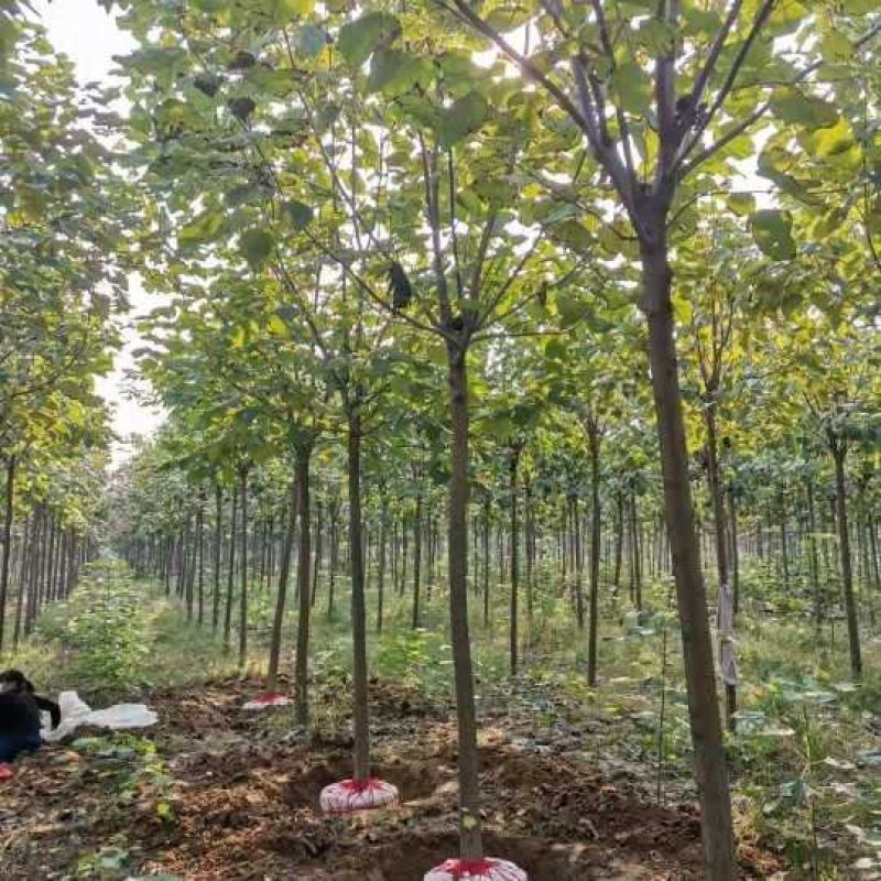 6公分8公分精品梓树量大从优树形优美先到先得