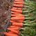 【批发】三红胡萝卜三两以上10厘米以上带土水洗电话联系优惠