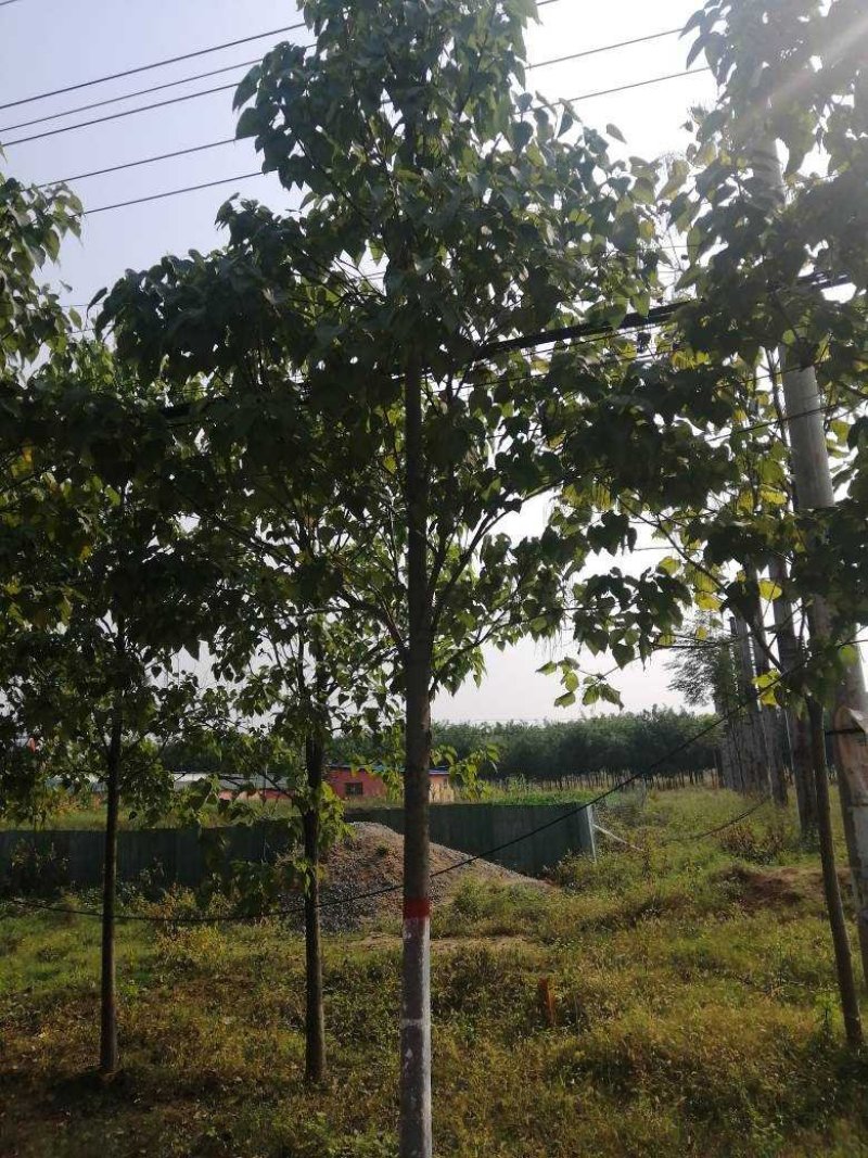 8公分精品楸树价格美丽树形优美量大从优先到先得