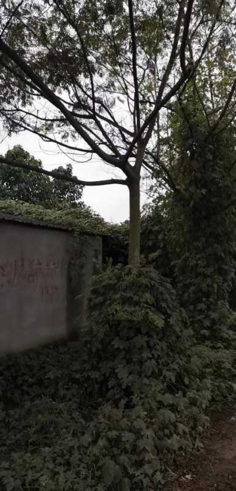 15公分精品合欢价格美丽树形优美先到先得