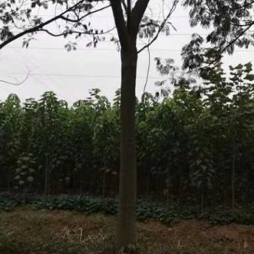 15公分精品合欢价格美丽树形优美先到先得