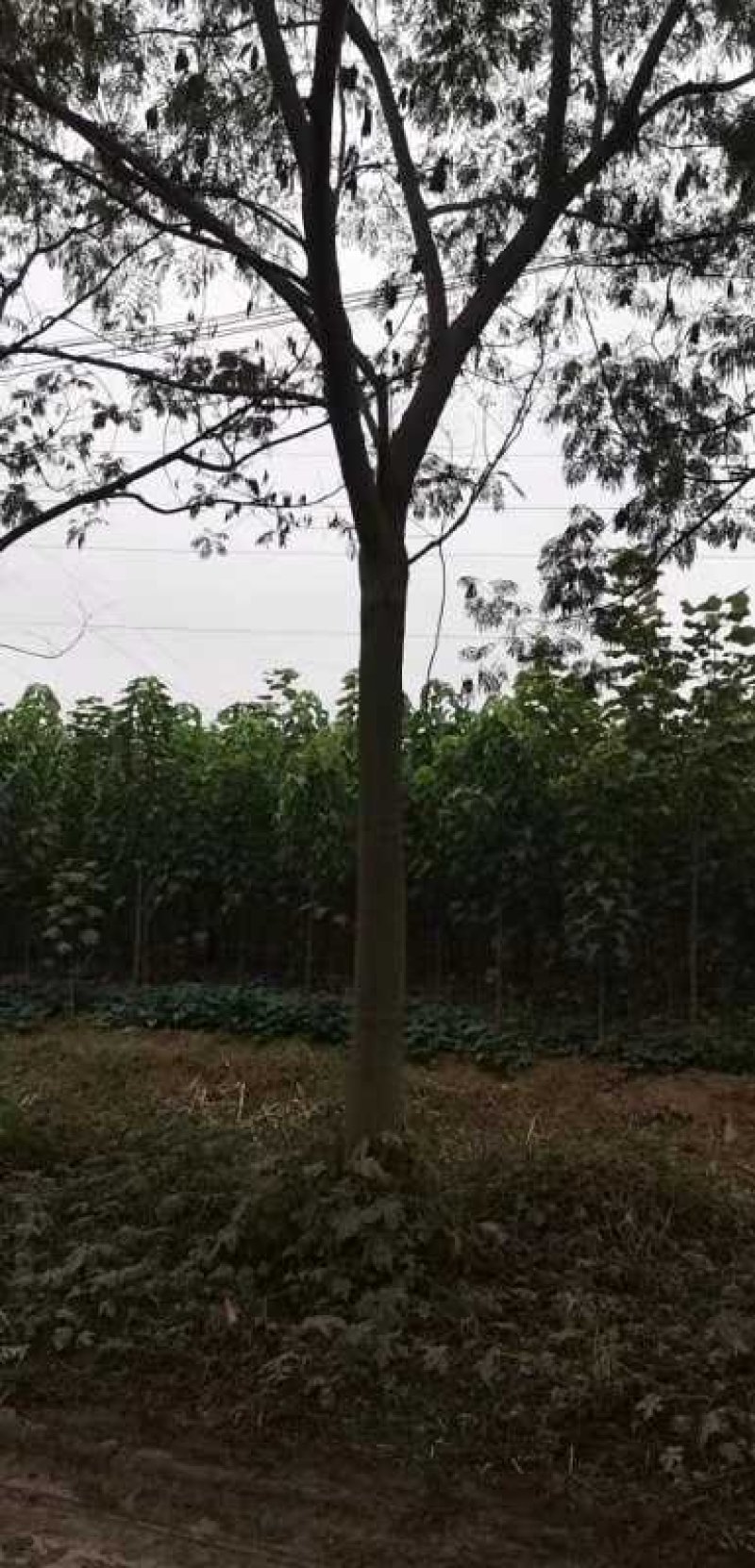 15公分精品合欢价格美丽树形优美先到先得
