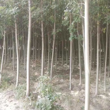 4公分5公分白蜡价格便宜量大从优树形优美