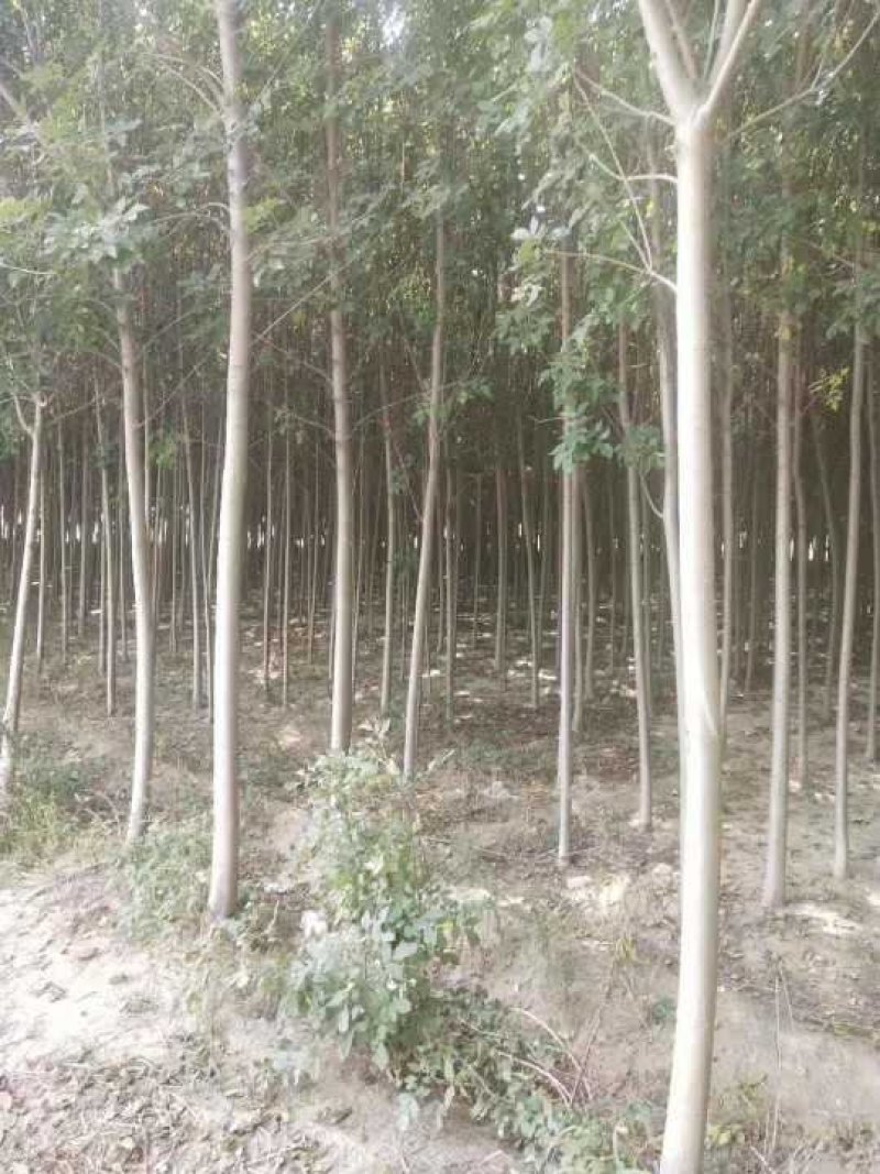 4公分5公分白蜡价格便宜量大从优树形优美
