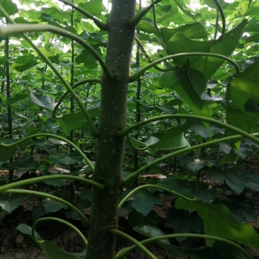 3公分楸树量大4公分楸树价格优惠5公分楸树处理