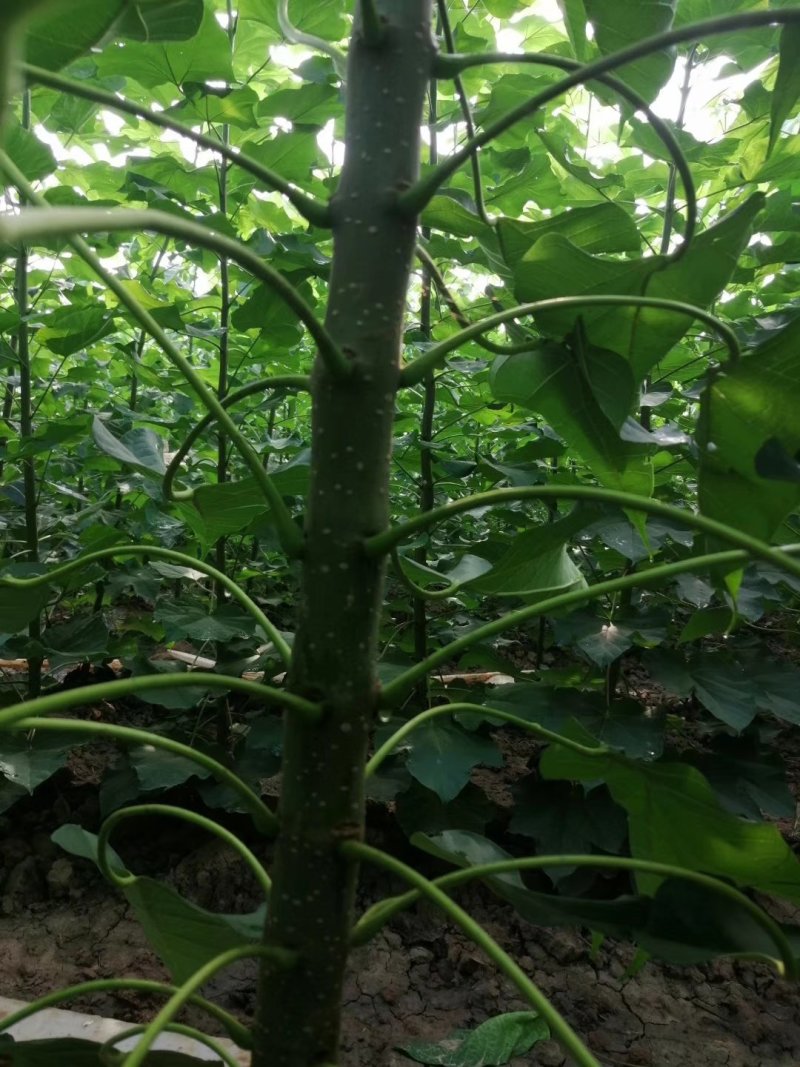 3公分楸树量大4公分楸树价格优惠5公分楸树处理