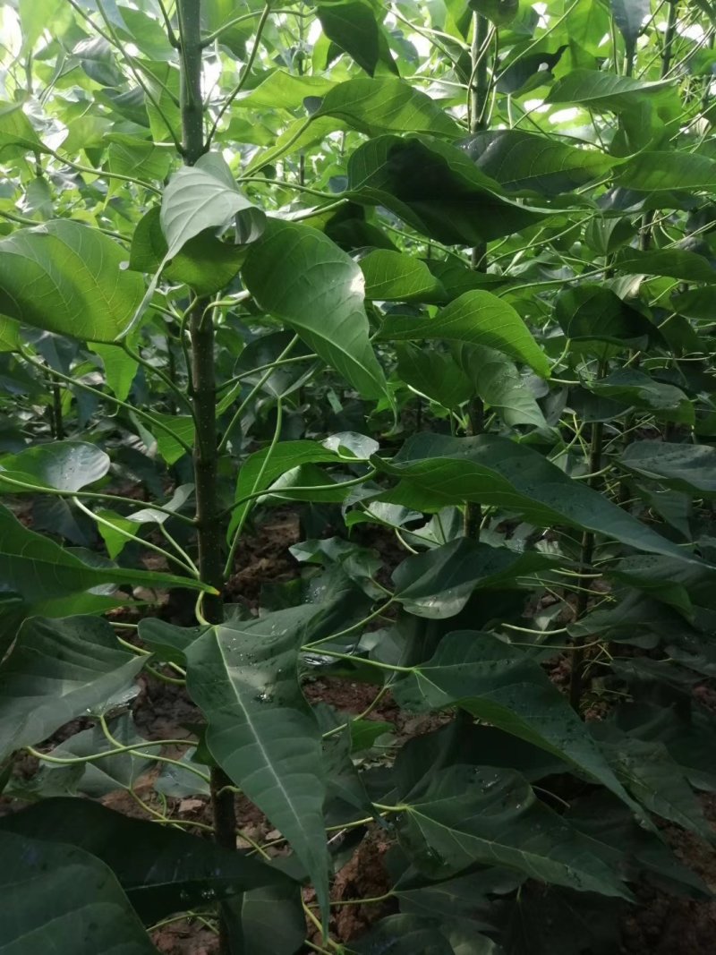 3公分楸树量大4公分楸树价格优惠5公分楸树处理