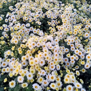 杭白菊苏北菊