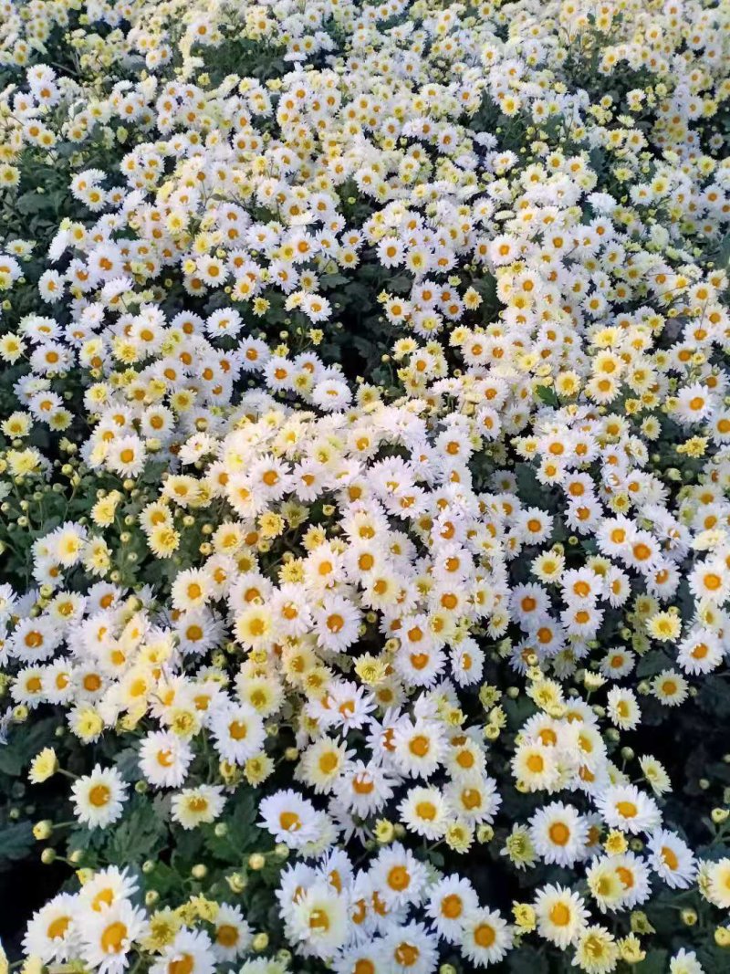 杭白菊苏北菊