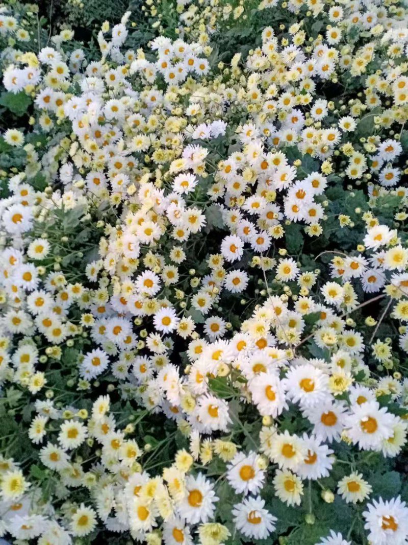 杭白菊苏北菊