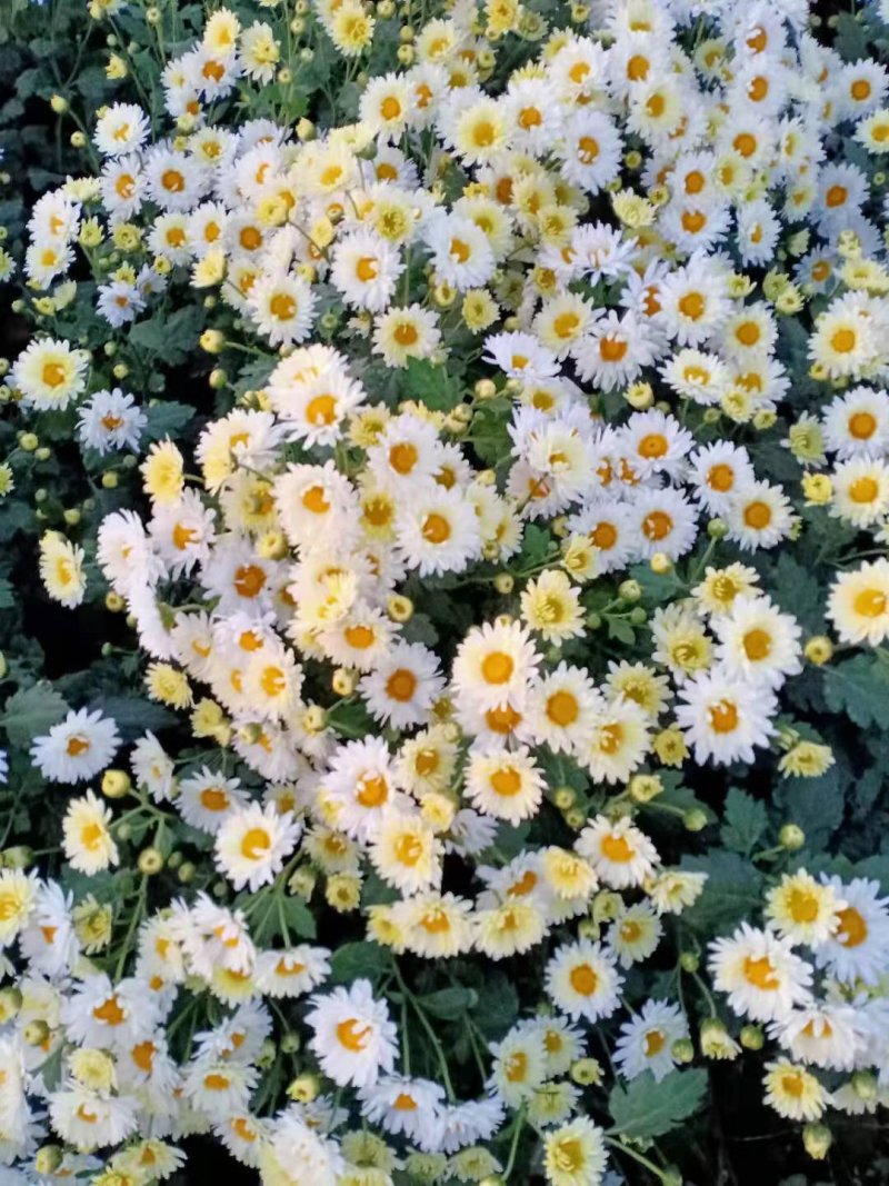 杭白菊苏北菊