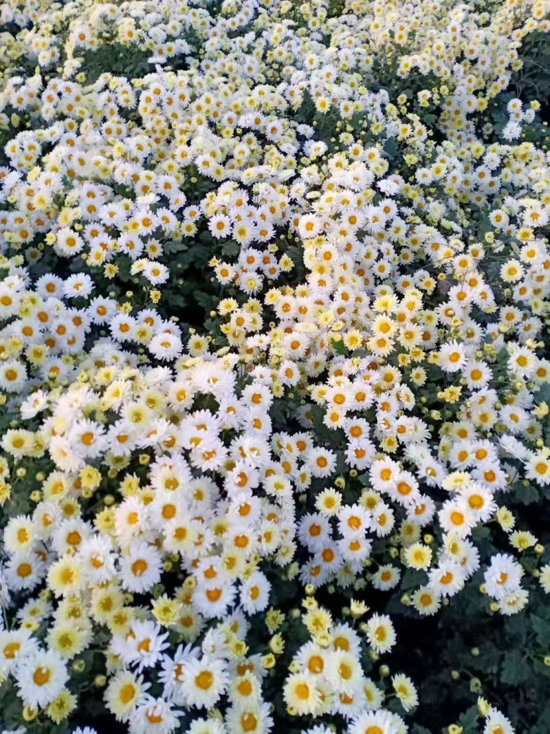杭白菊苏北菊