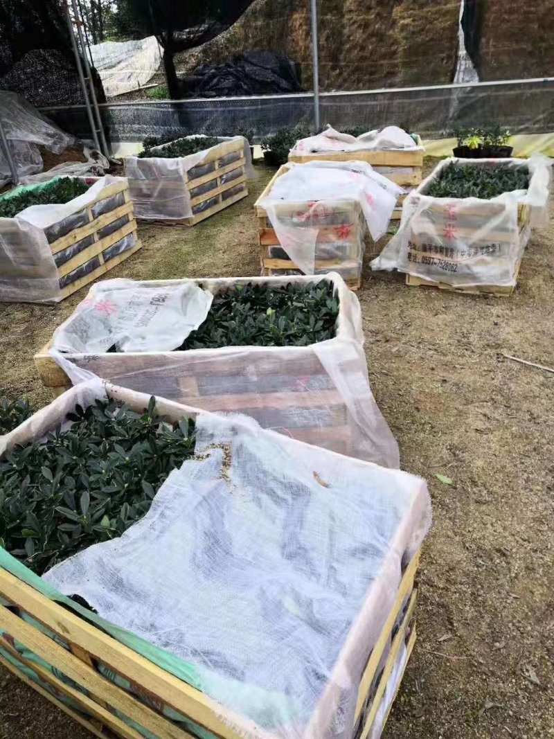 金边瑞香自家苗场福建一手货源品种纯正视频拍照看货全国发货