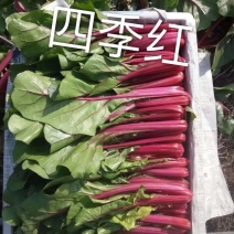 四季红，满堂红，绿叶红梗，具有特色，产地直供品质保证